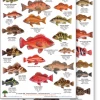 Rainforest Publications Gear California Coast Rockfish ID Guide 1 Rainforest Publications Gear California Coast Rockfish ID Guide
