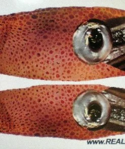 Realistic Wraps For Tady 7X Lures